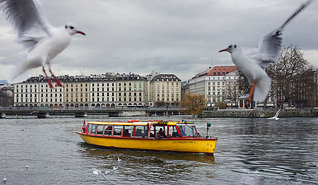 Mouettes devant le bateau mouette genevoise sur le lac Léman